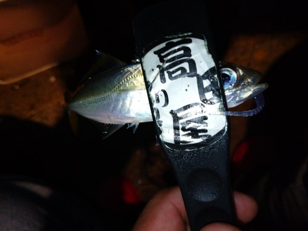 今夜もアジング