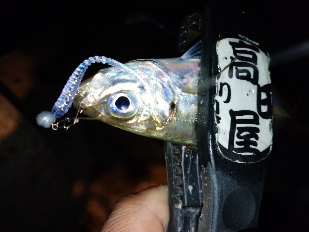 久々のアジング