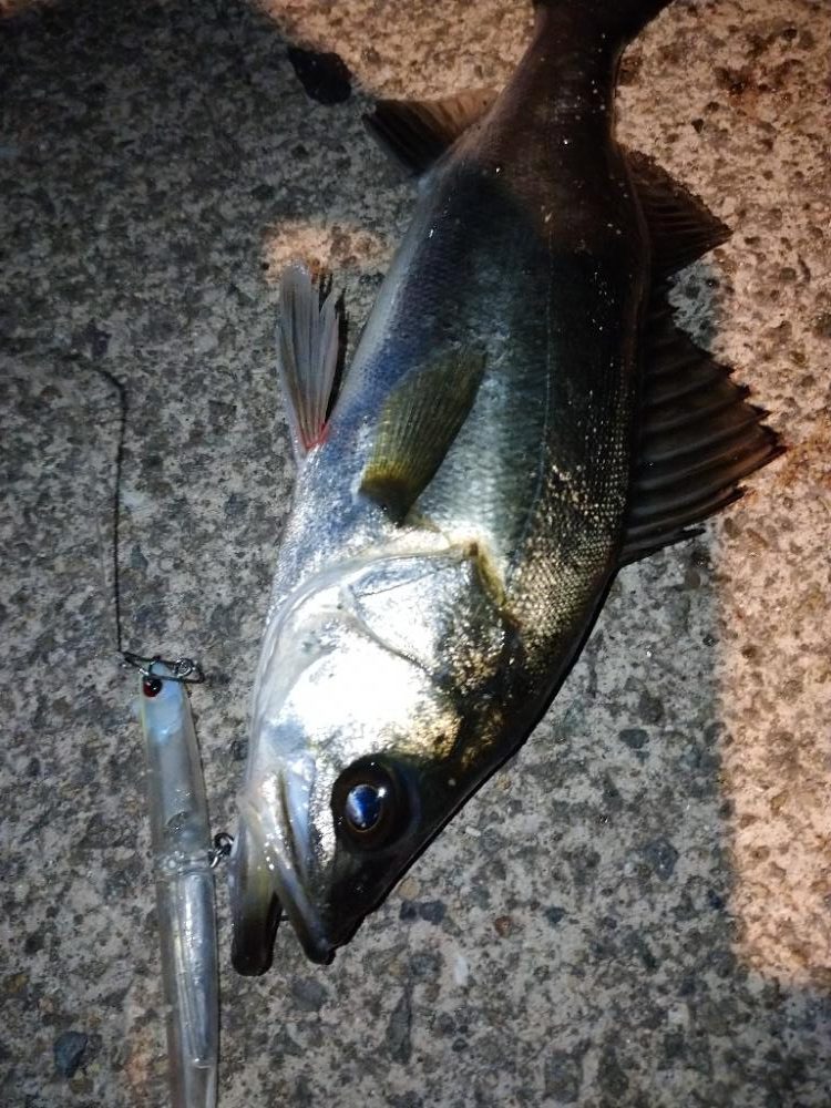 ナイトシーバス