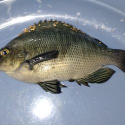 たまたま五目釣り