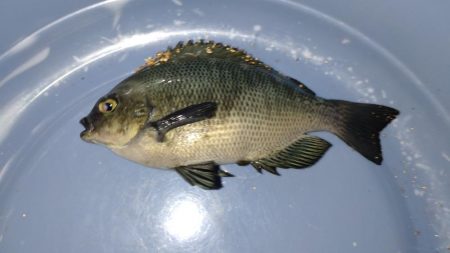 たまたま五目釣り