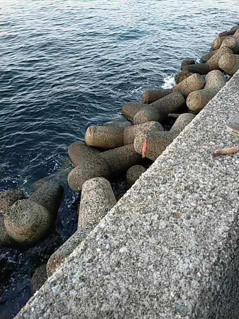 朝マズメ／ベイト多数