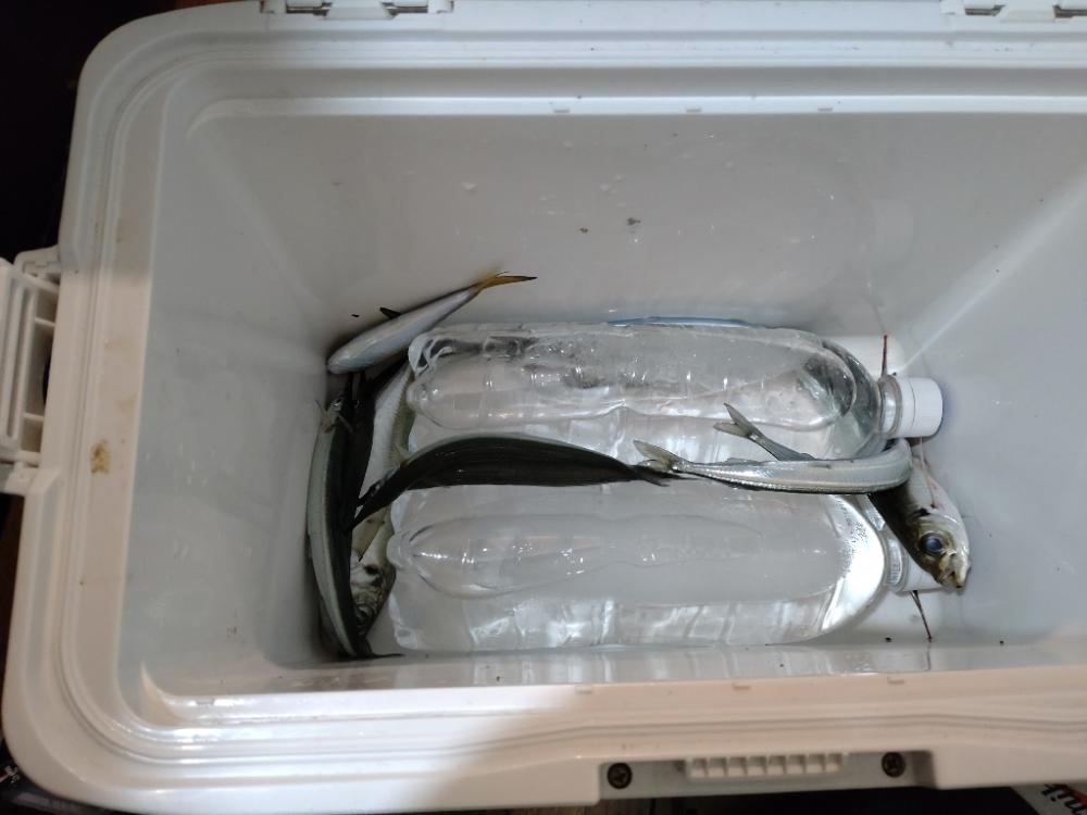 助松埠頭アジング