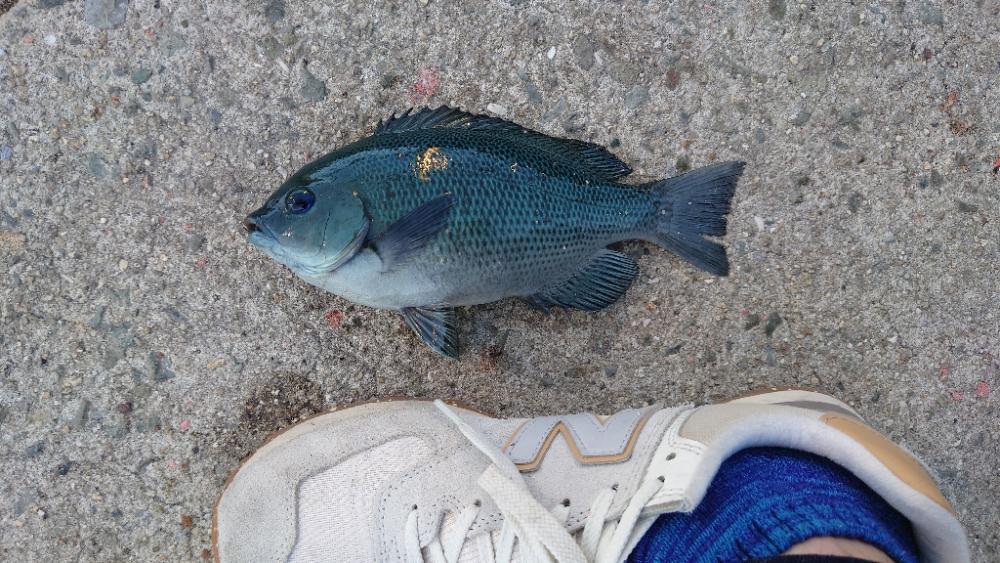 久しぶりに翼港