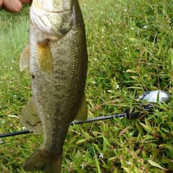 ライトリグで数釣り