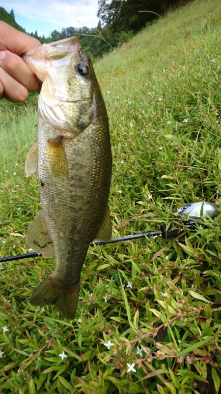 ライトリグで数釣り