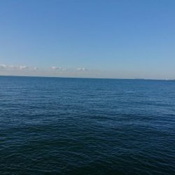 タ、ターポン！？