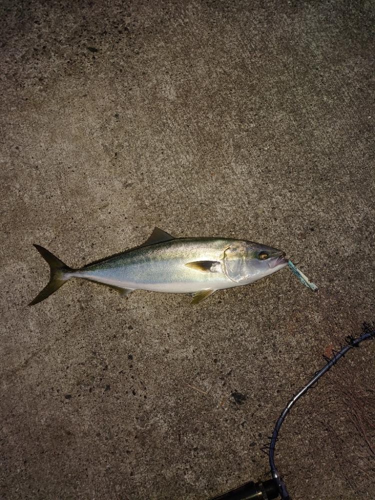 久しぶりのメジロ