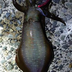 アオリイカも型揃いに