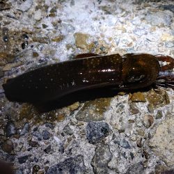 今年はどこでもエギング好調!