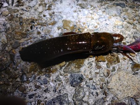 今年はどこでもエギング好調!