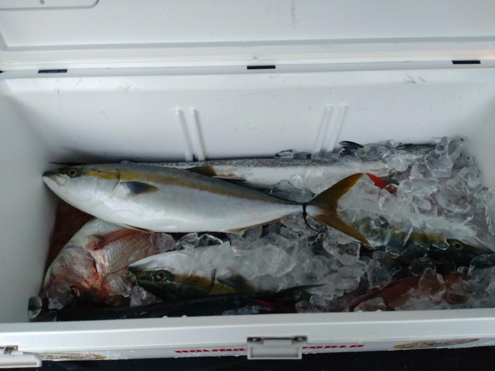 今季初のライトジギング!