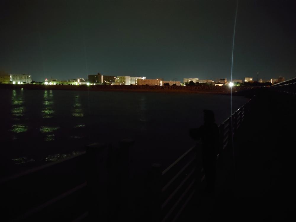 アオリイカ🦑とアジ🐟