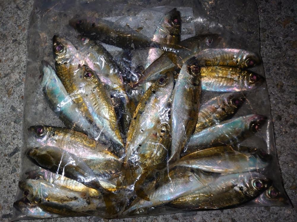 アジング釣行🎣