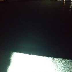 今季初メバル☆