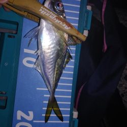 ワインド アジング