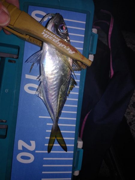 ワインド アジング