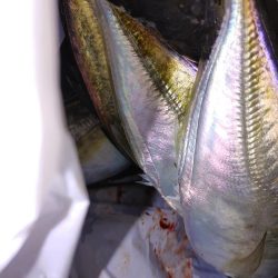 爆風ワインド、アジング