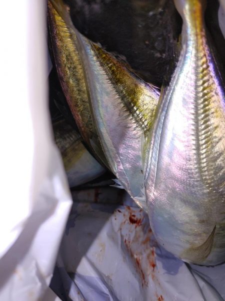 爆風ワインド、アジング