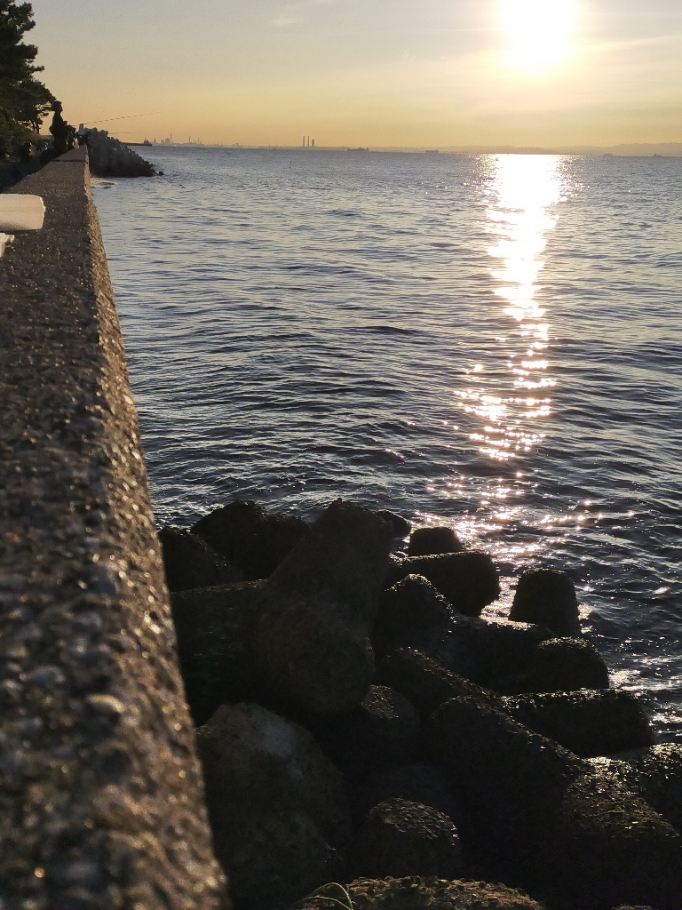 今季初メジロ（ワラサ）