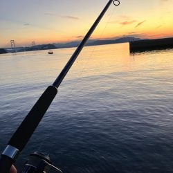 マゴチさんお久しぶり