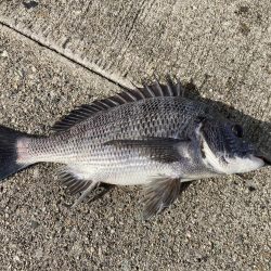 朝から釣り三昧