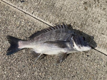 朝から釣り三昧