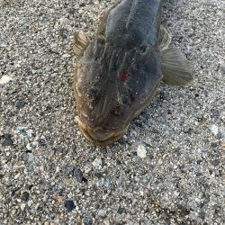 リモートバトルのシーバス狙い