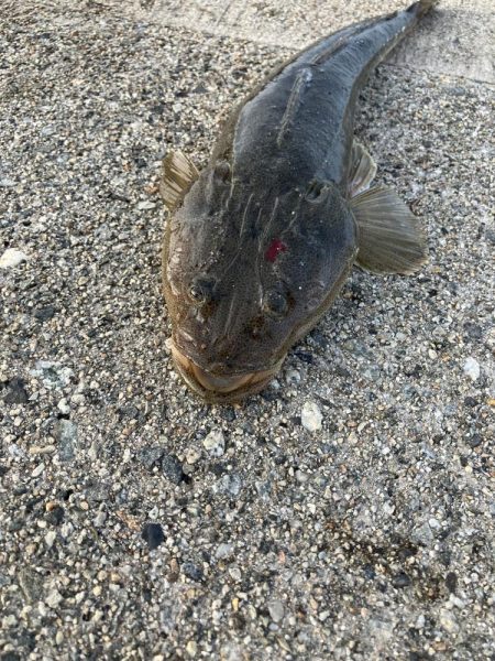 リモートバトルのシーバス狙い