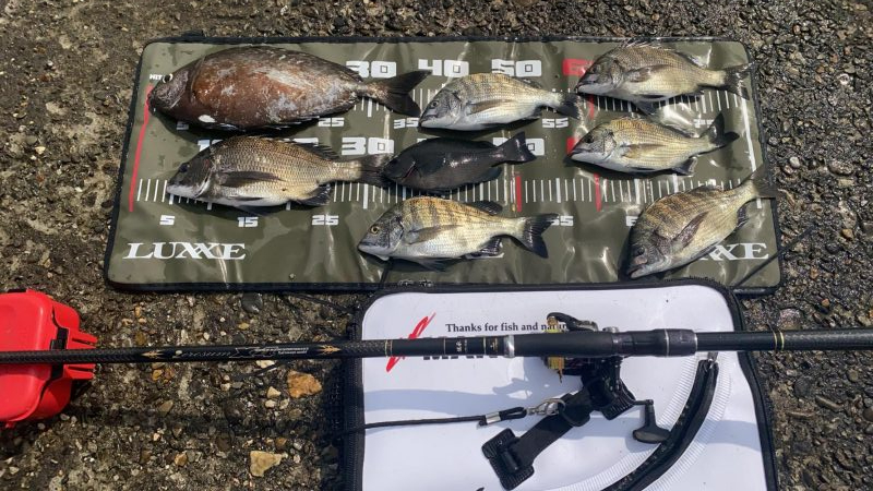 日の出渡8番アイゴ38センチ