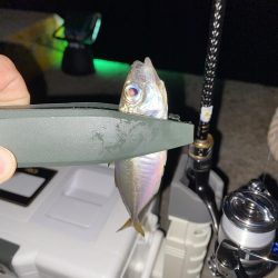 飛柳で豆アジ14匹