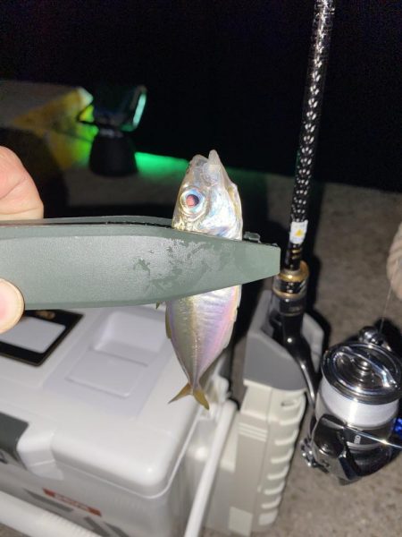 飛柳で豆アジ14匹