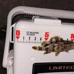 強風下アジング