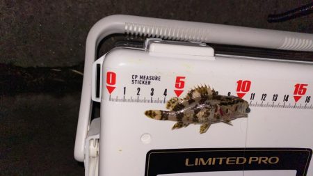 強風下アジング