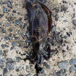 大事なエギが…