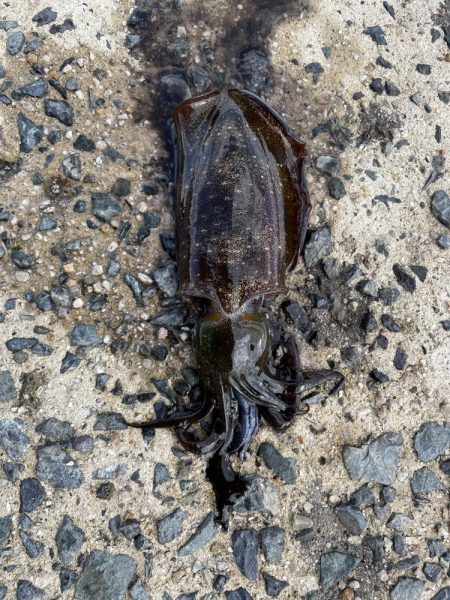 大事なエギが…