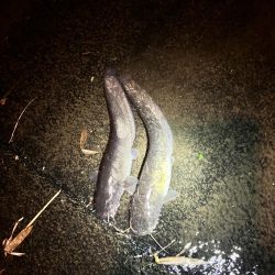 久しぶりのナマズさん