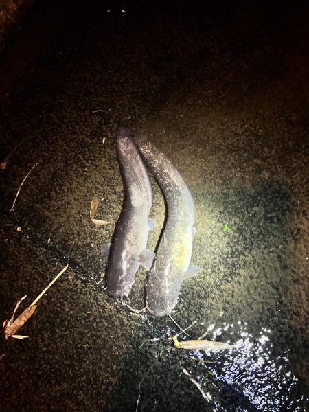 久しぶりのナマズさん