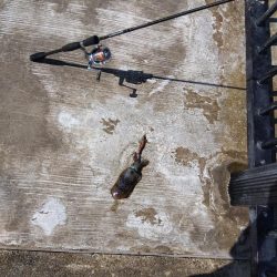 空港でアオリイカ?