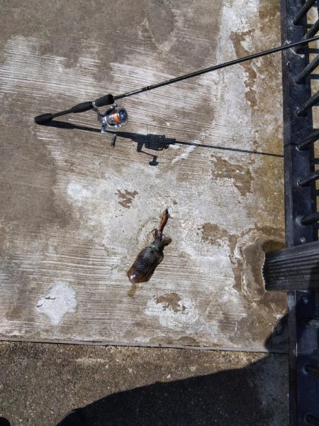 空港でアオリイカ?