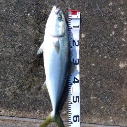 空港でアオリイカ　2