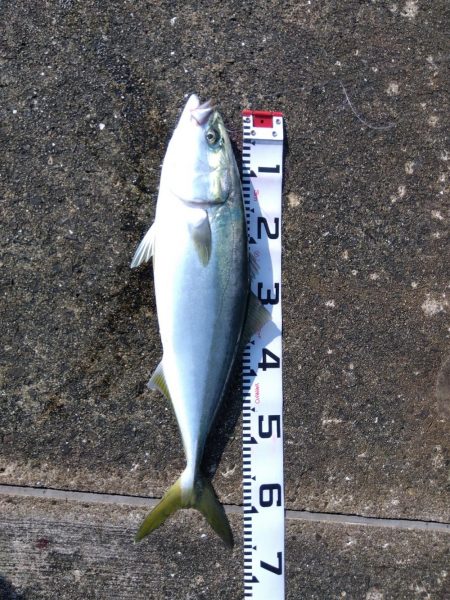 空港でアオリイカ　2