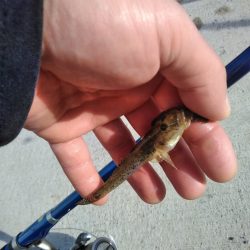 ちょい投げ　ハゼ　セイゴ