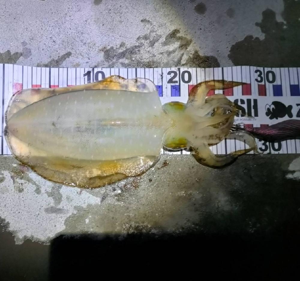 タダ巻きエギング2