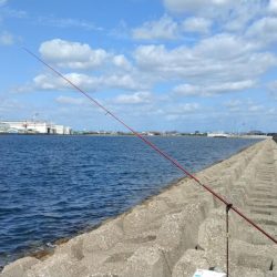 東二見西水路のキス調査