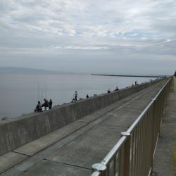 貝塚人工島 青物はお休みのようです。