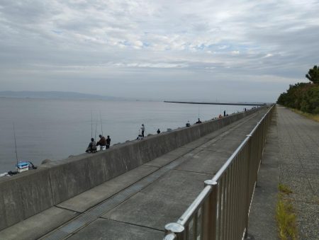 貝塚人工島 青物はお休みのようです。
