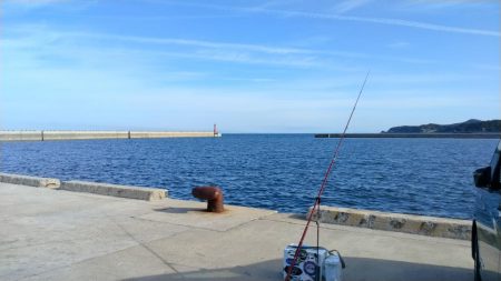 淡路島のキス調査