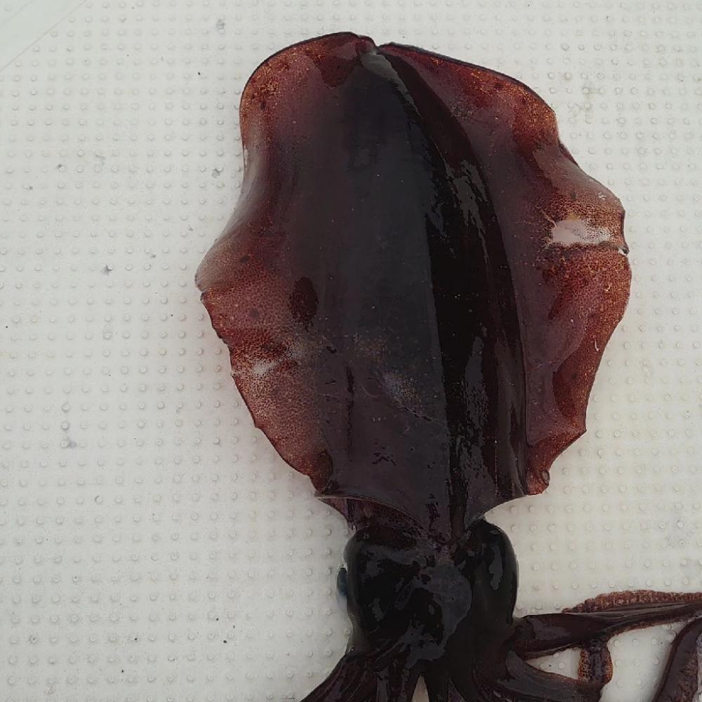 今年初のボートエギング