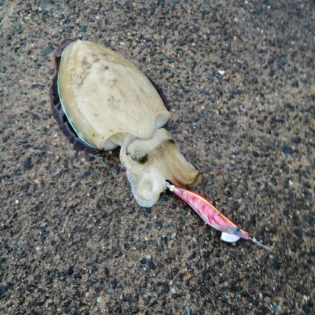 イカ用のアジ釣り